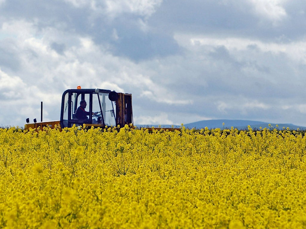 GM crops are commonly grown in the US and other parts of the world, but Europe has been cautious about allowing their widespread use