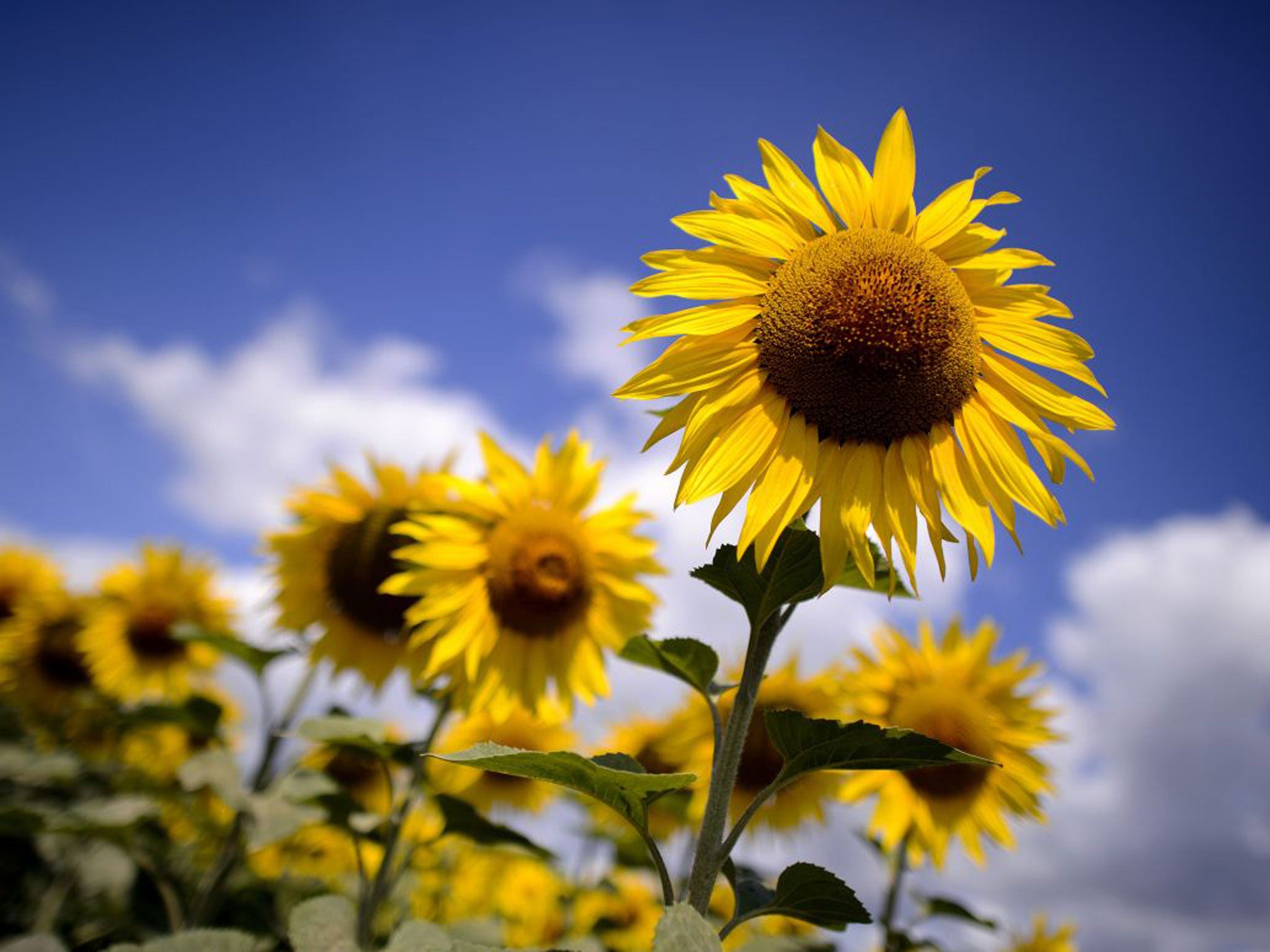 Plants make food from sunlight, then use constant calculations to ration food use through the night