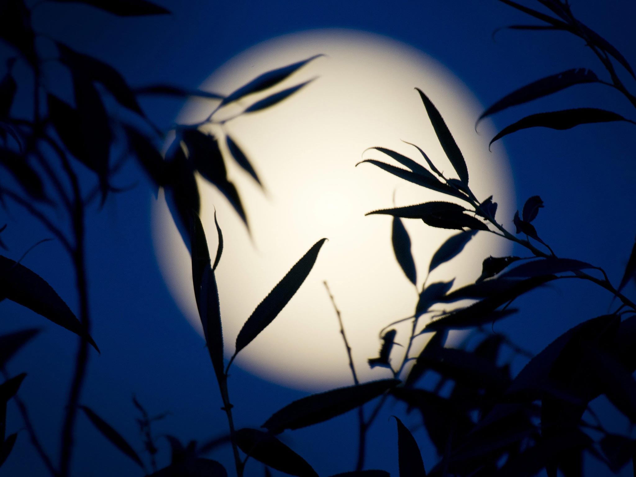 The moon rises behind a tree in Berlin, Germany