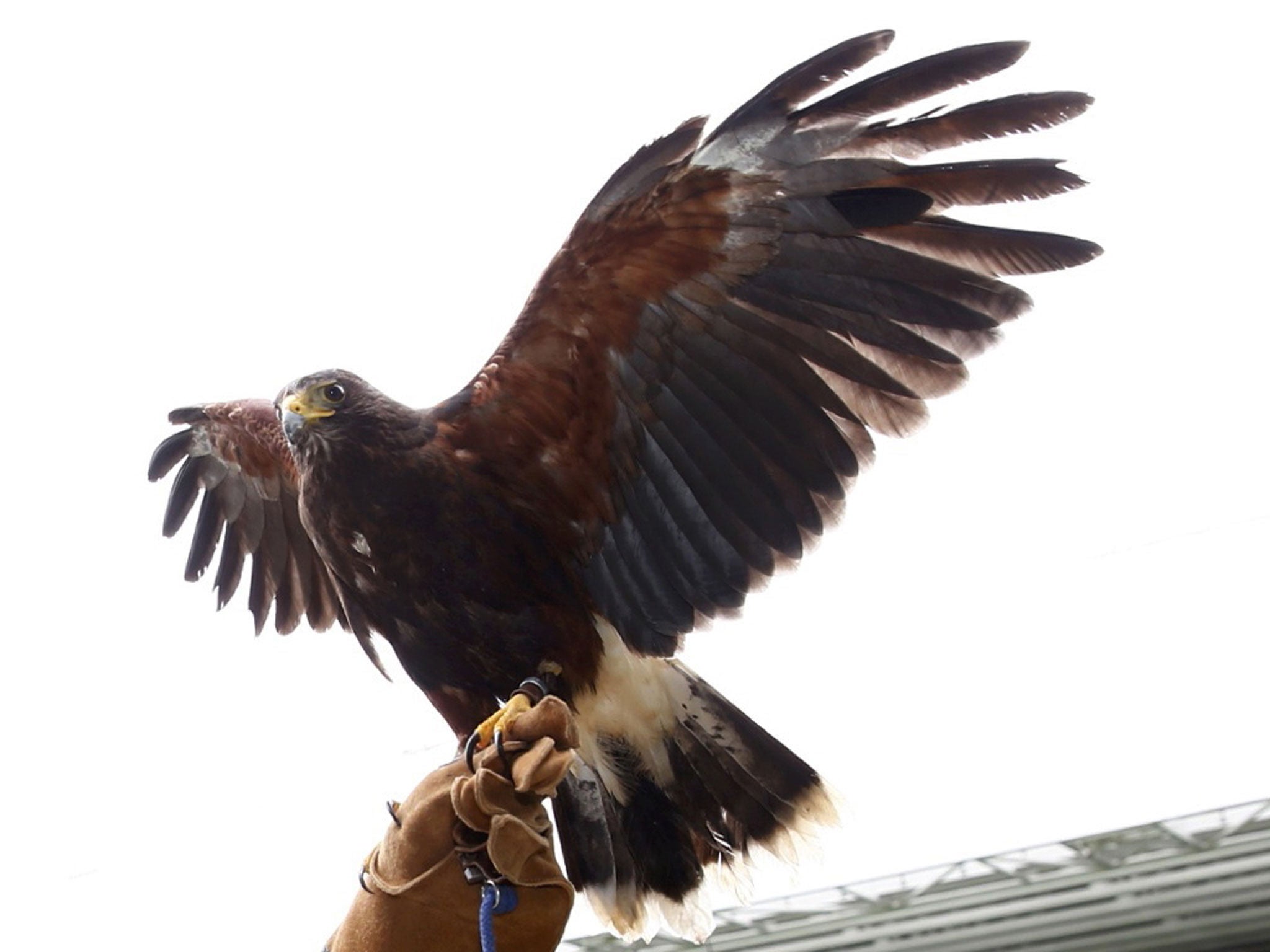 Rufus the Hawk