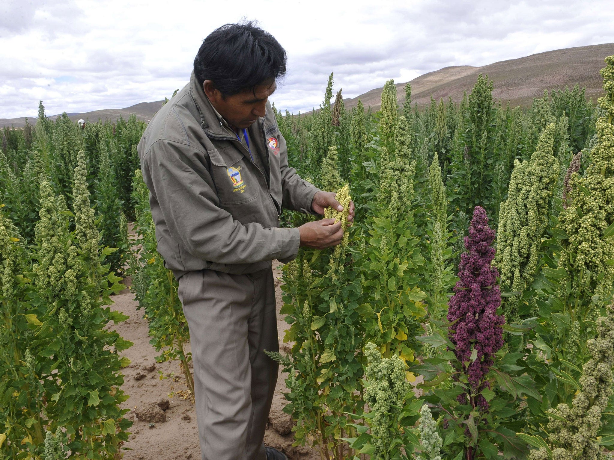 A quinoa field south of La Paz, where it is called chisaya mama – the mother of all grains