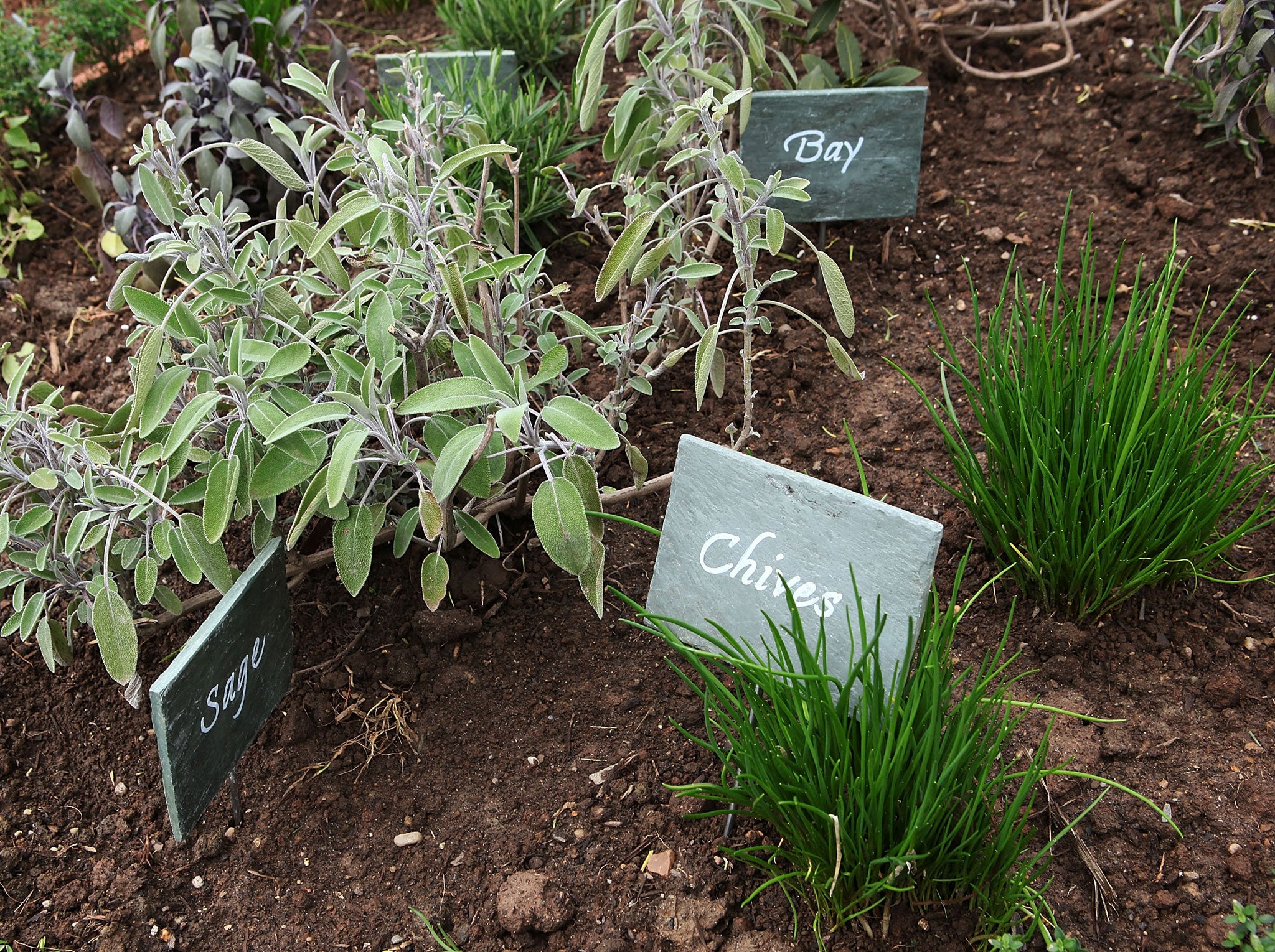 Herbs are seem planted at the White House Kitchen Garden as U.S. First Lady Michelle Obama participates in planting with local school children March 16, 2011 in Washington, DC.