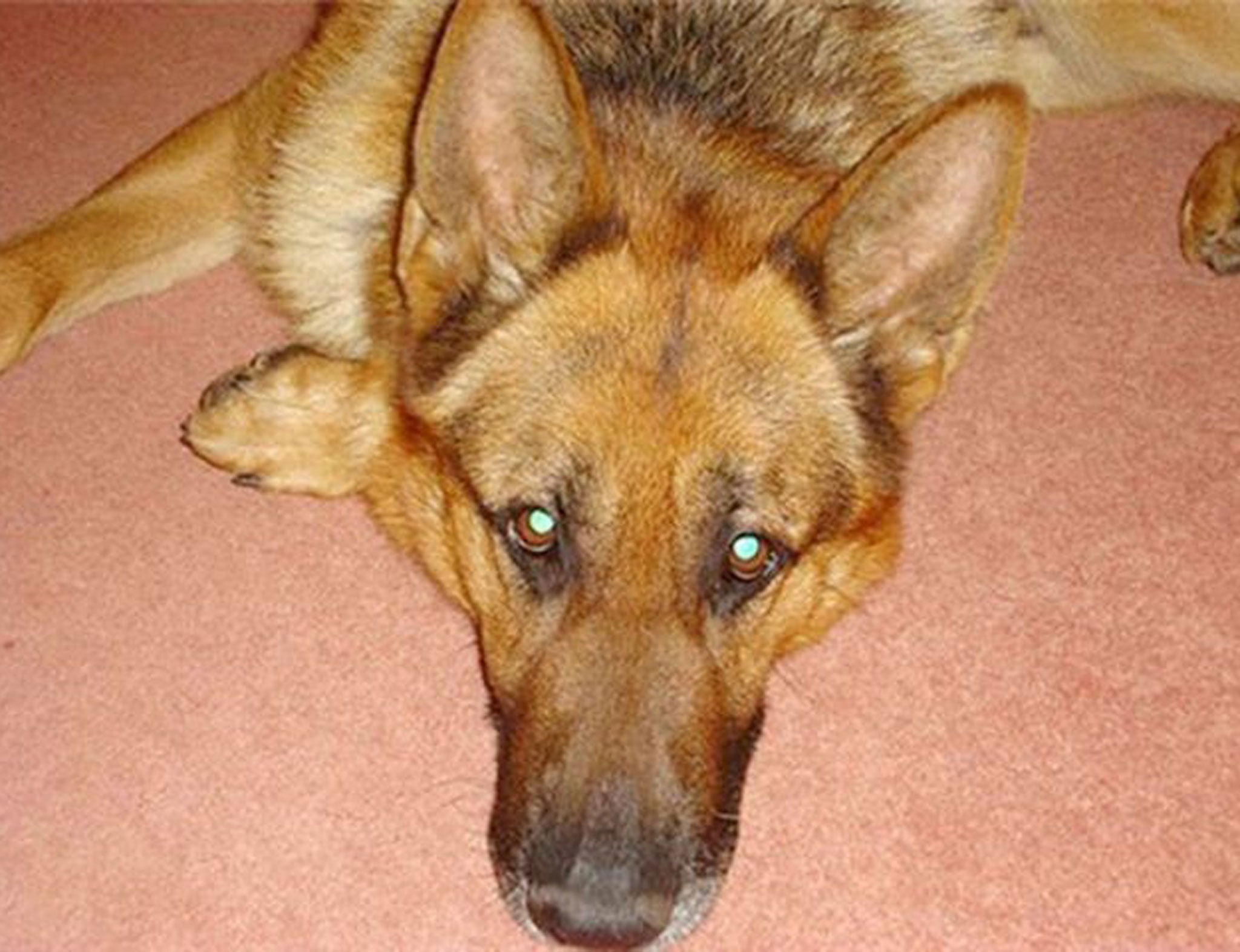 "One of the best": Police dog Roo