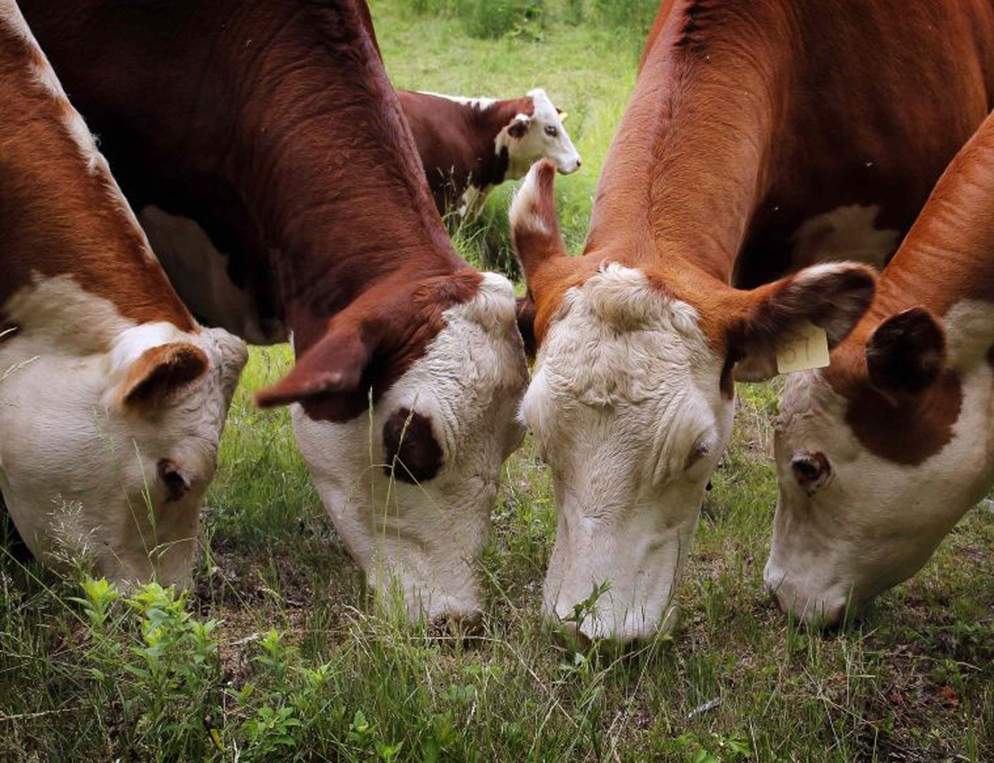 Cows which have tested positive for tuberculosis have been sold for human consumption