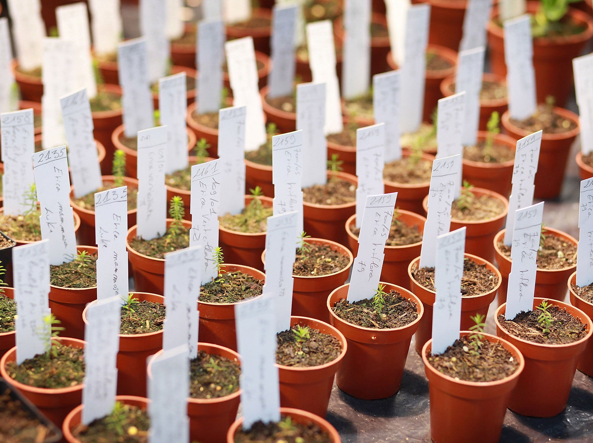 Propagating plant seedlings line shelves at the Tropical Nursery at The Royal Botanic Gardens, Kew on April 9, 2009 in London.