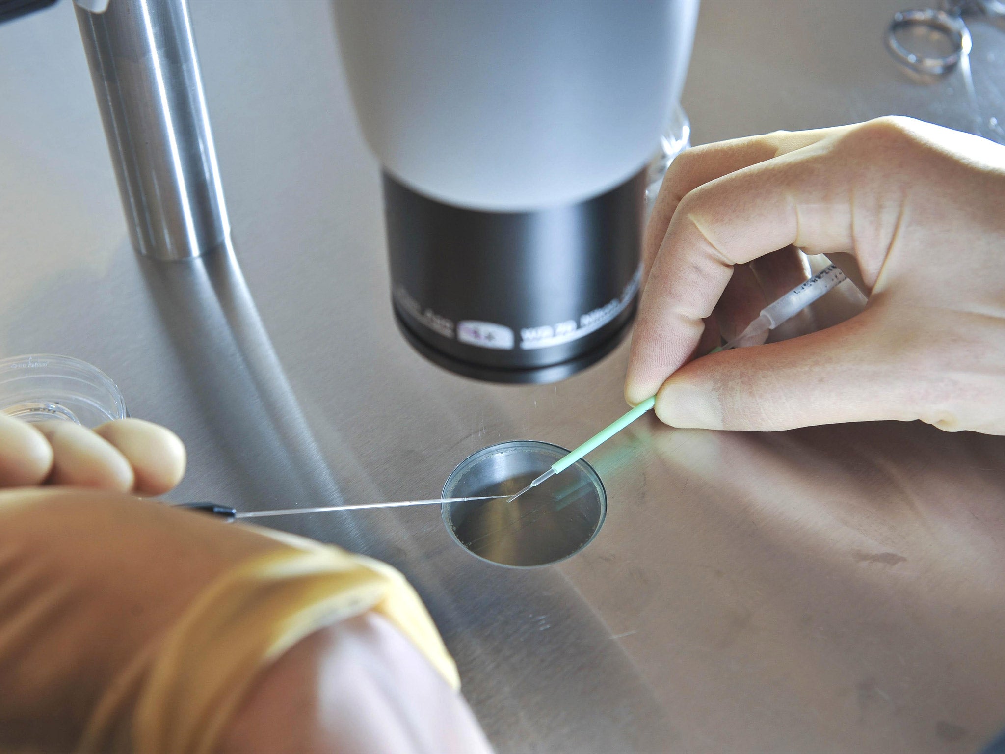 Embryos being prepared for IVF