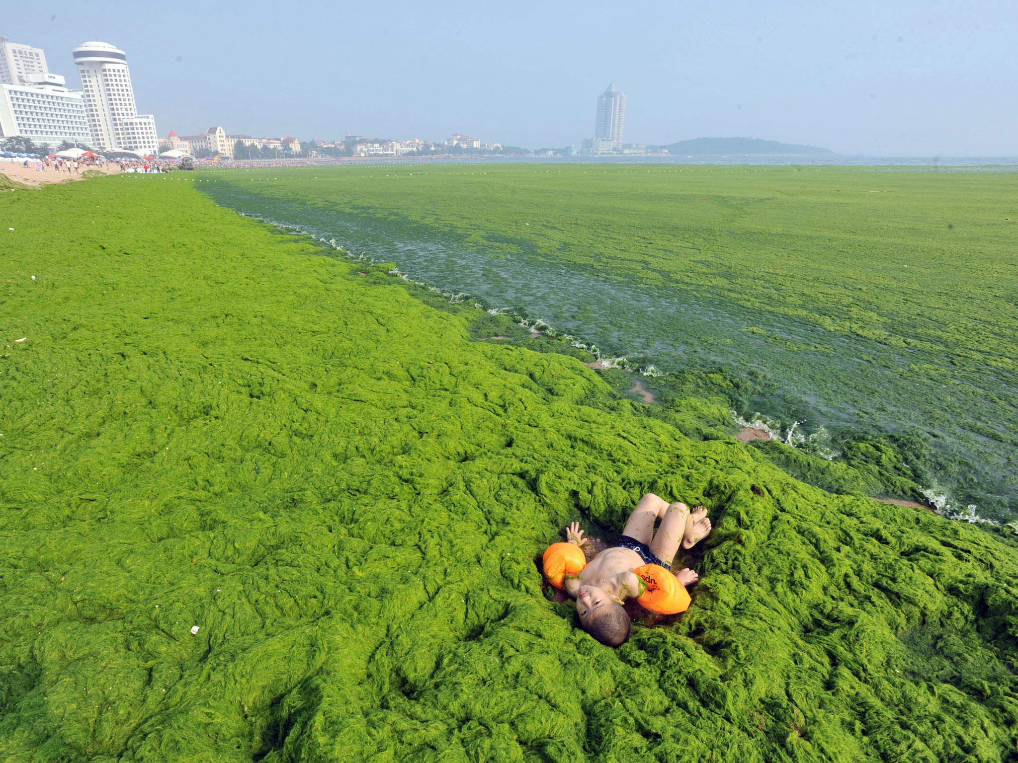Algal bloom at the beach, Qingdao, Shandong province, China