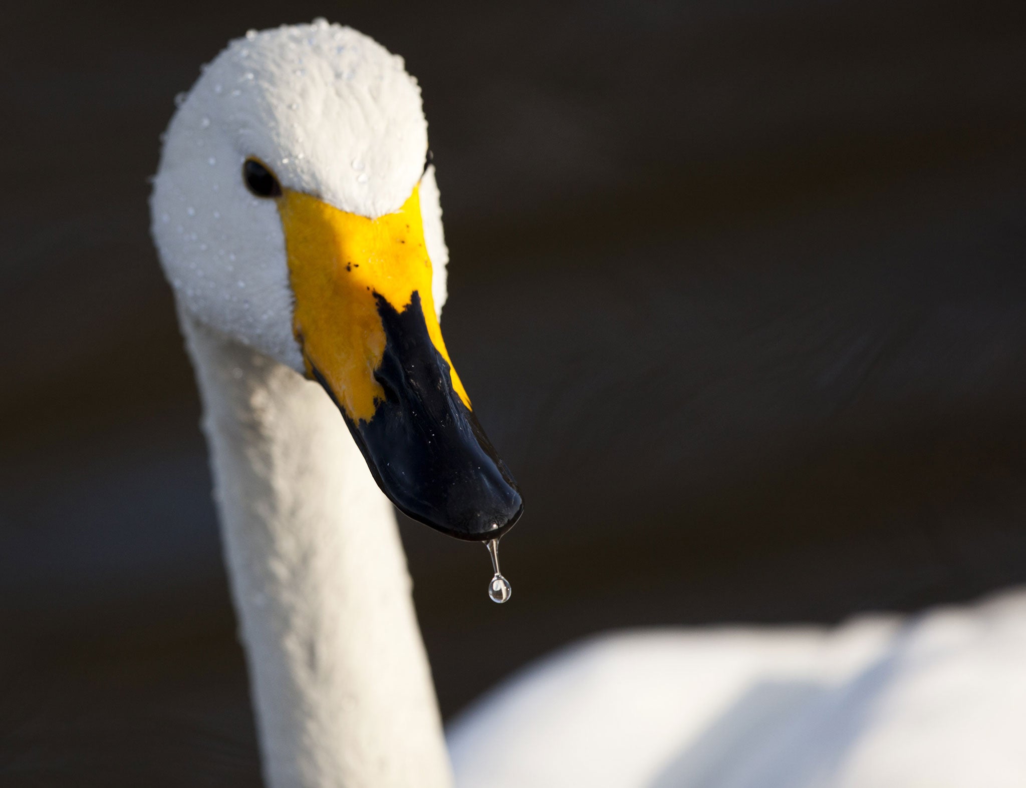 Maybe our ancestors will have beaks, like this swan