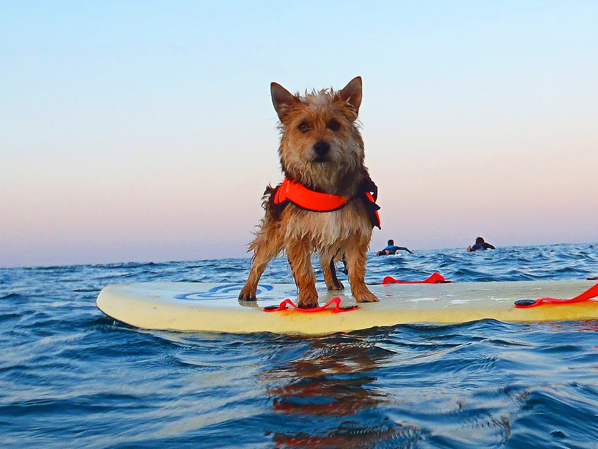 Board, not kennels: Cornwall is producing a guide to dog-friendly holidays