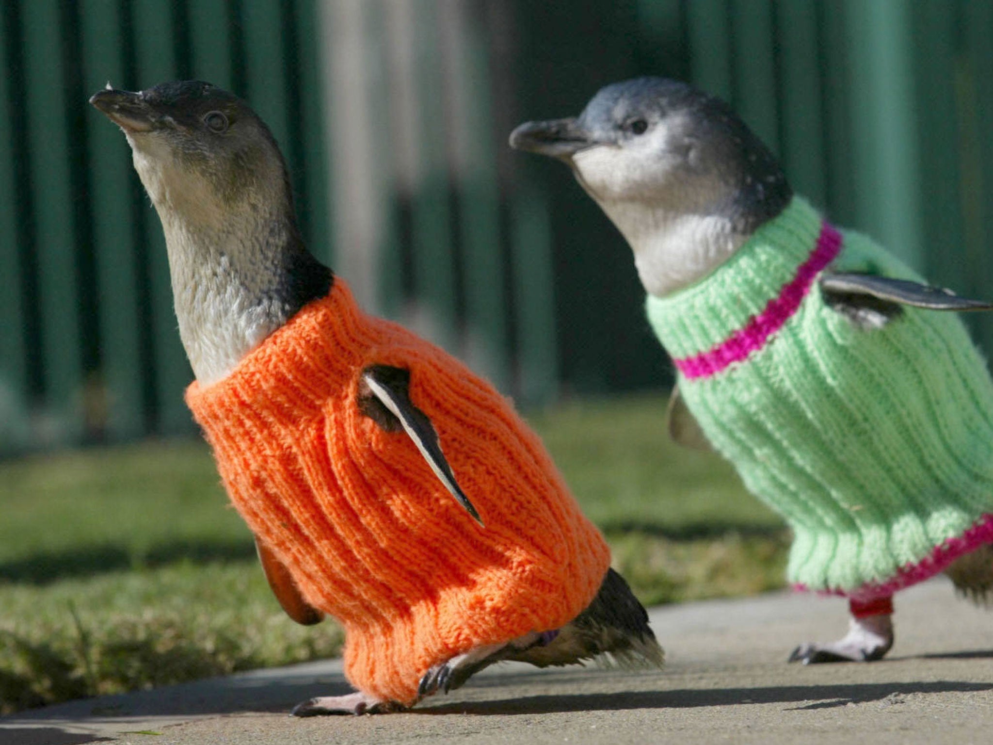 These jumpers were made for penguins involved in oil spills back in 2005 in New South Wales, Australia