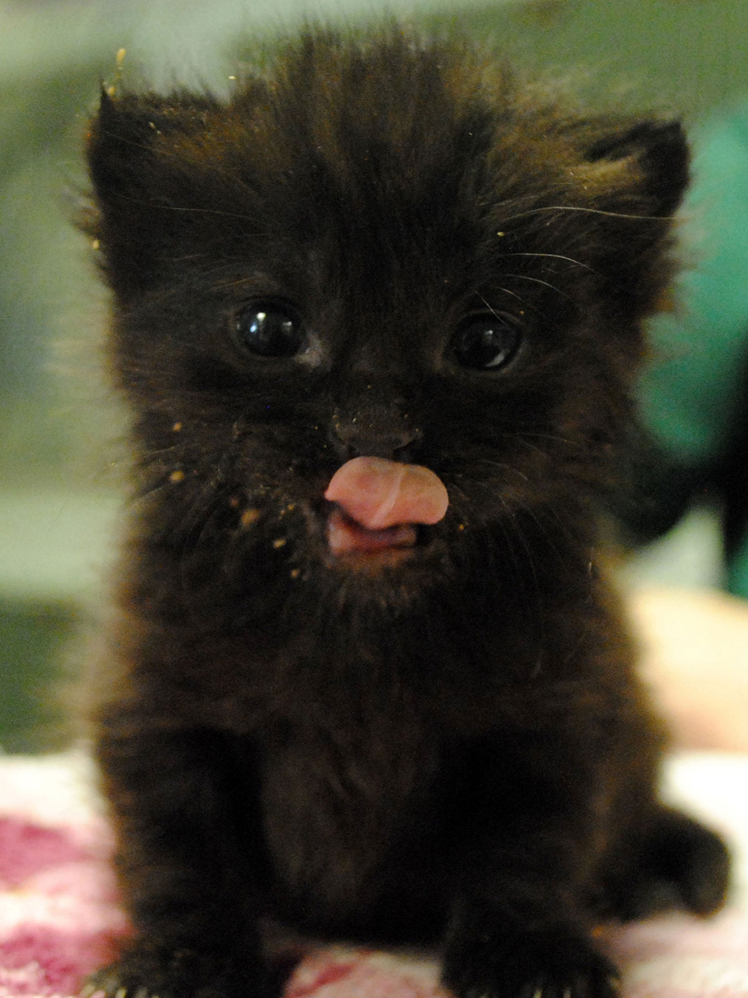 A kitten less than four weeks old has been found on a tube train in London