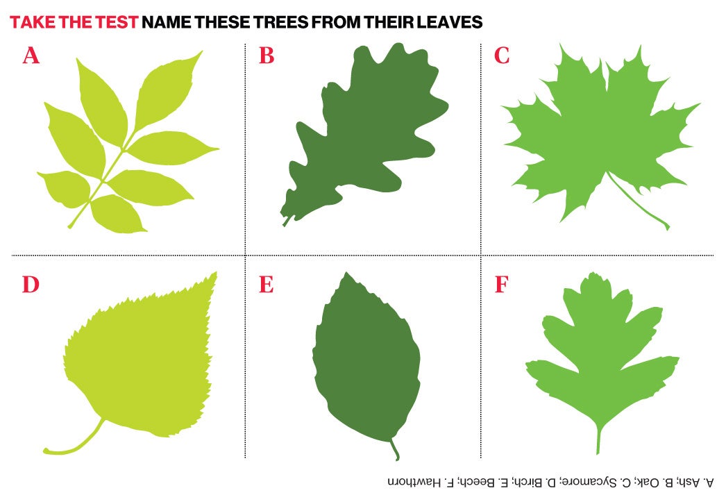 Leaf test answers: A. Ash; B. Oak; C. Sycamore; D. Birch; E. Beech; F. Hawthorn