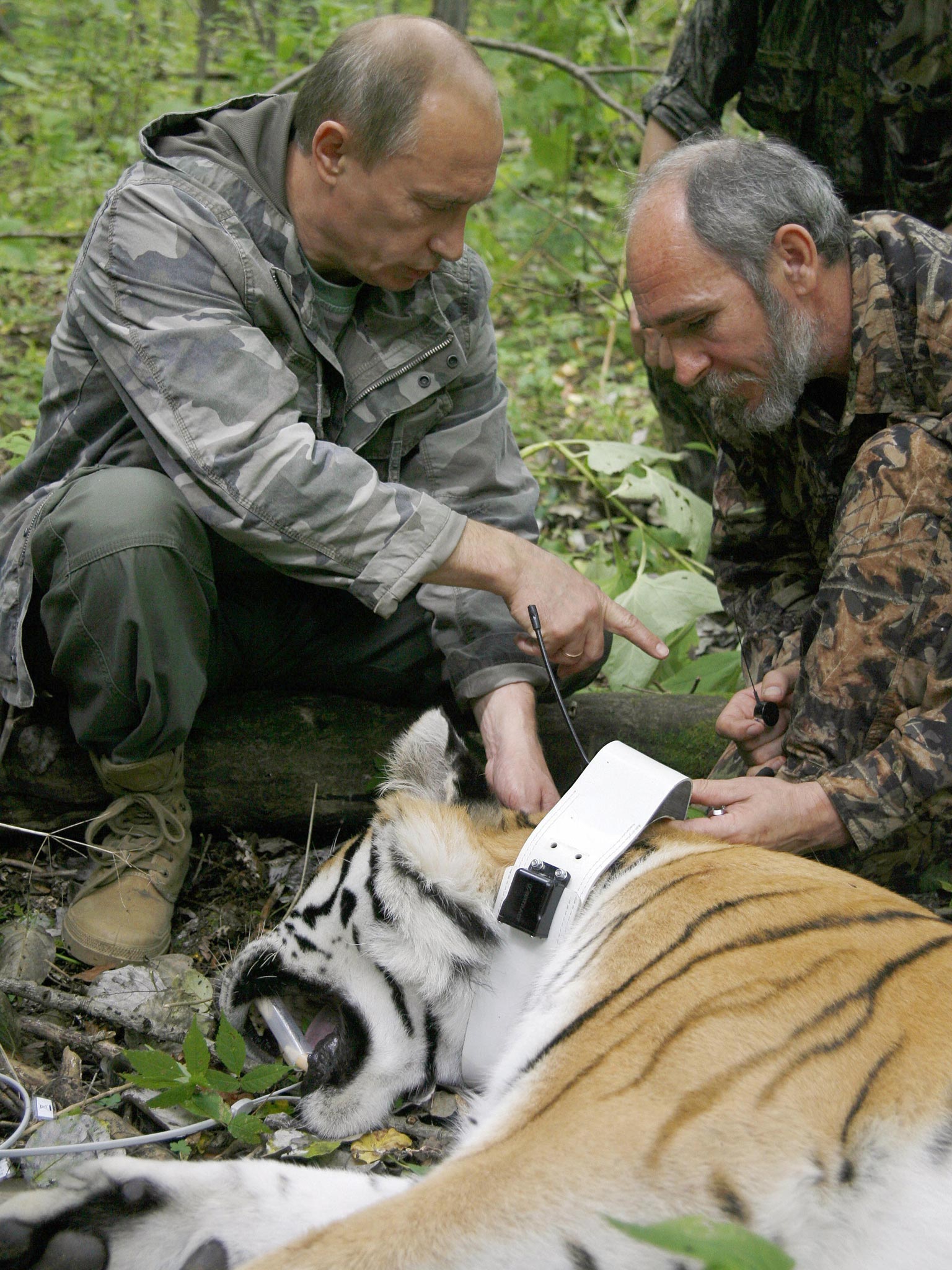 Putin fixes a GPS transmitter onto a tiger in August 2008