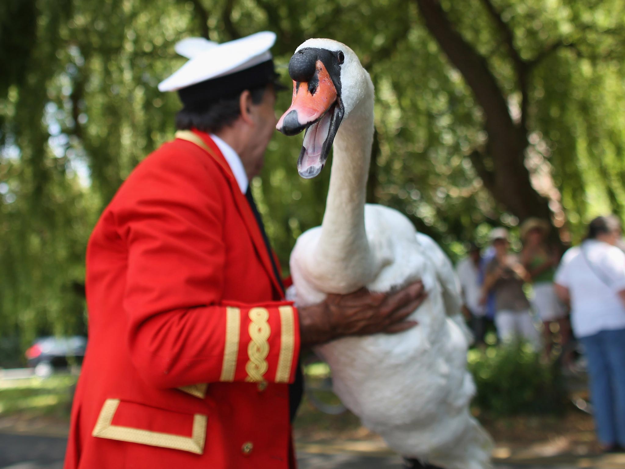 Swans and cygnets are caught, measured, assessed and tagged on the River Thames during the annual Swan Upping ceremony