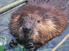 Protect beavers in law and let them populate England’s rivers, experts tell ministers