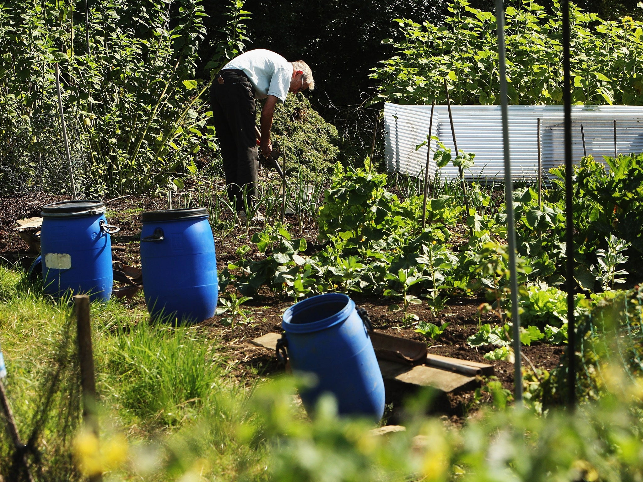 More allotments are being sold off by councils