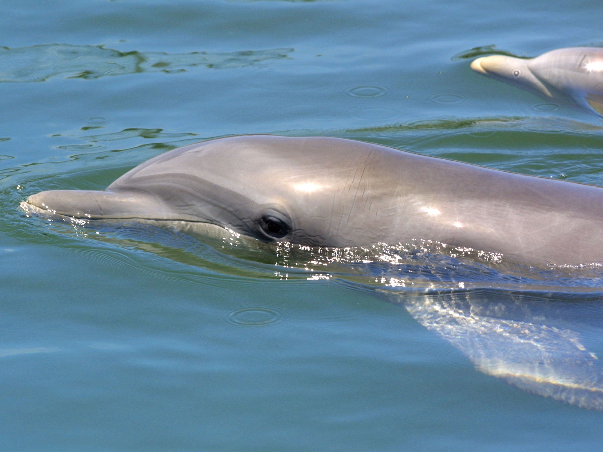 A £2,000 reward has been offered to trace suspects who killed a young dolphin in a hit-and-run boating incident