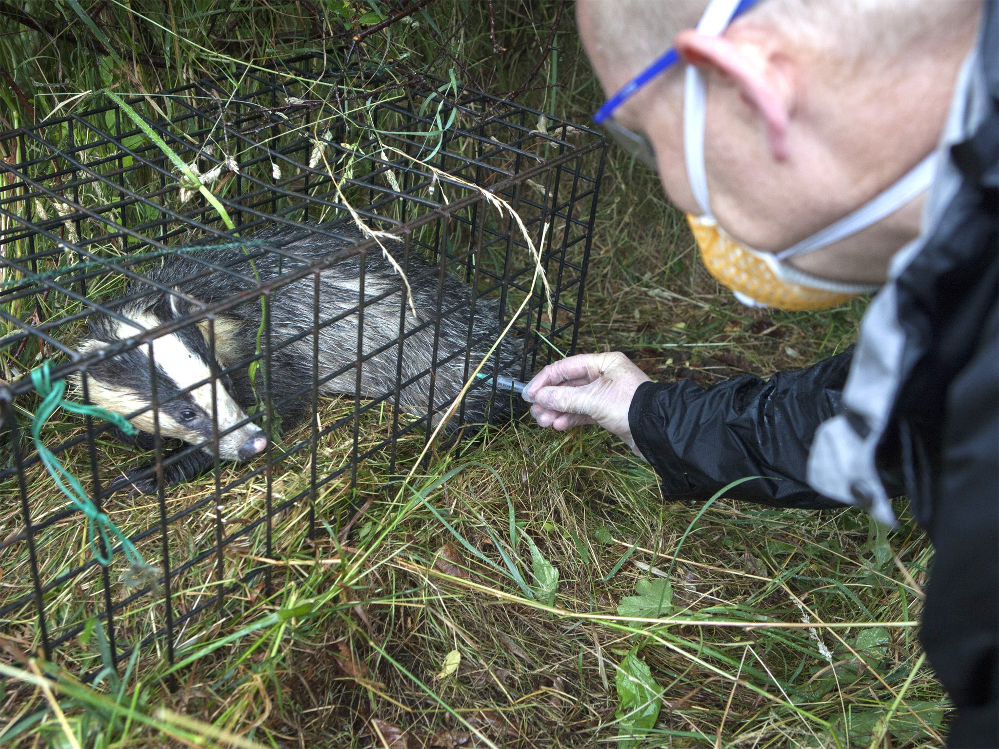 Badgers being vaccinated against TB near Stroud