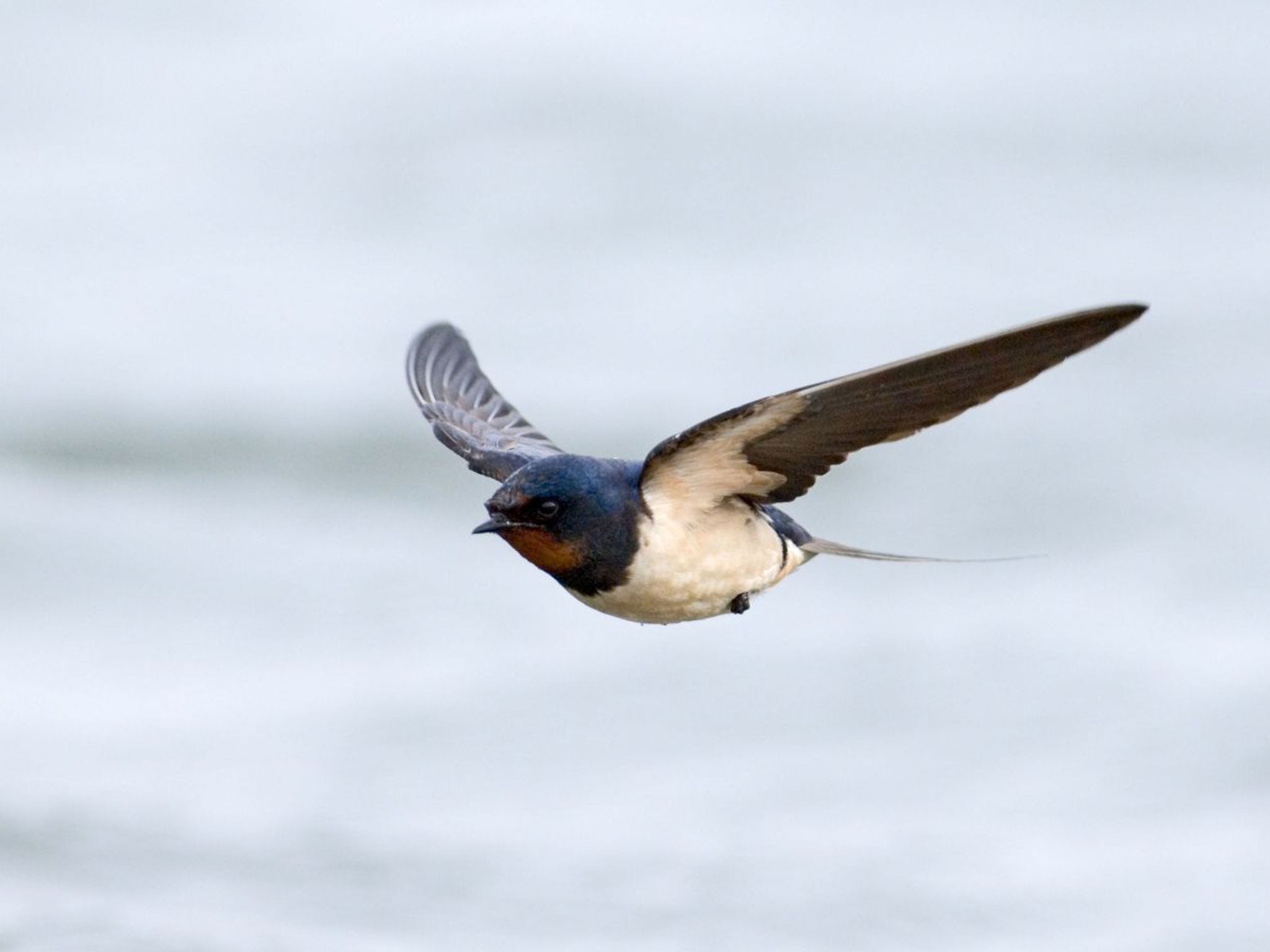 A0PN9M Swallow Hirundo rustica UK spring