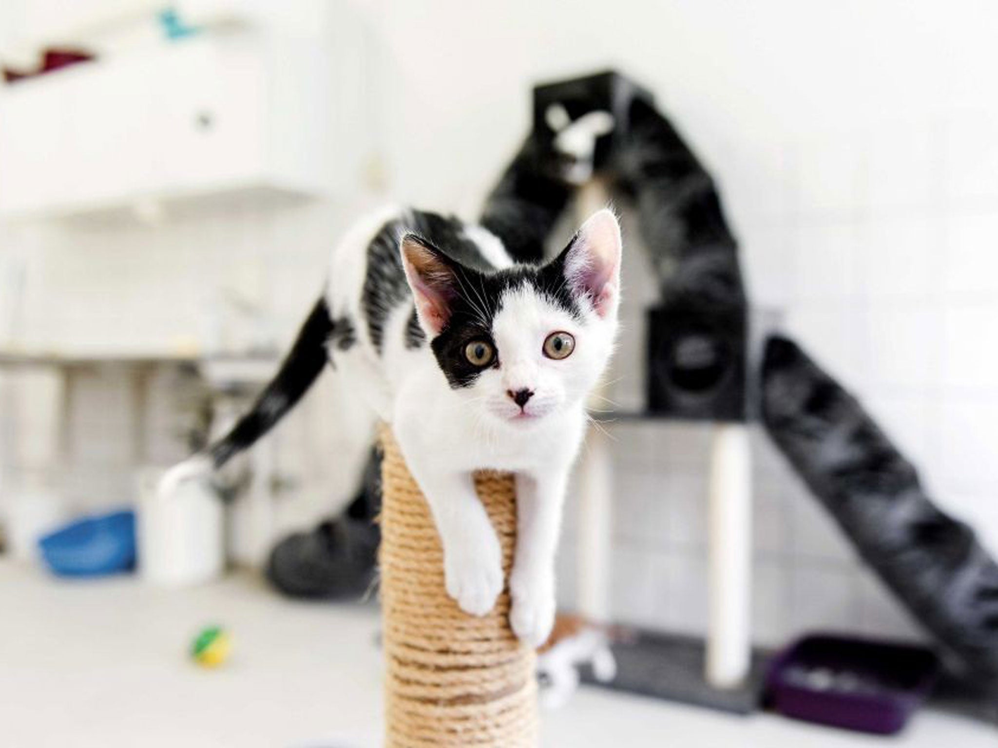 One alarmed woman rang police when her cat presented her with a bag of cannabis, leaving it on her doorstep (not pictured)