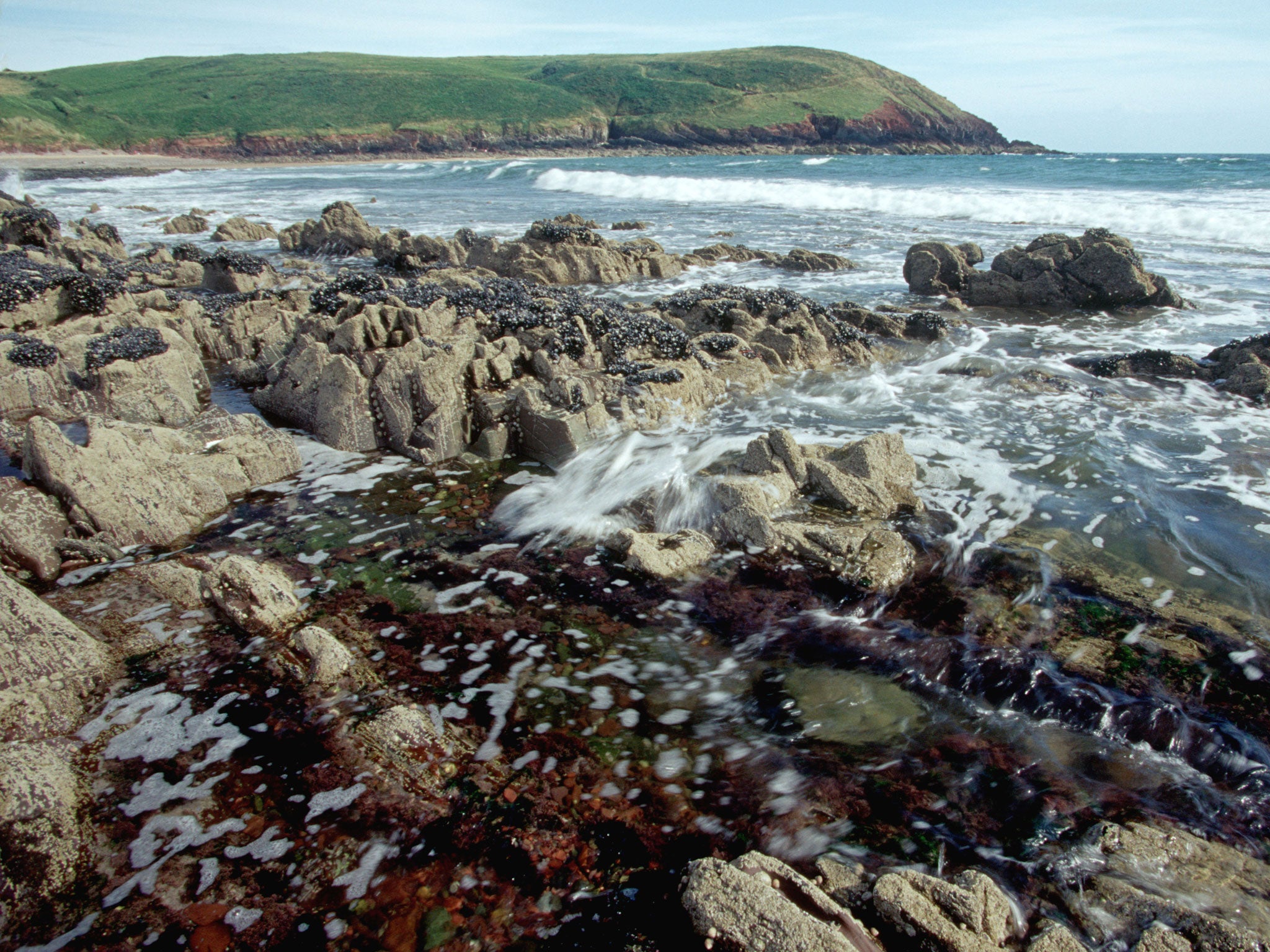 Shellfish pleasure: mussels gathered from the beach make the perfect seaside supper