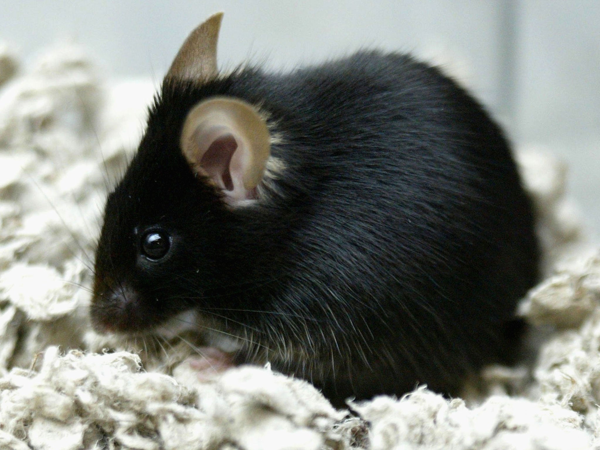 Scientists have successfully implanted false memories into mice