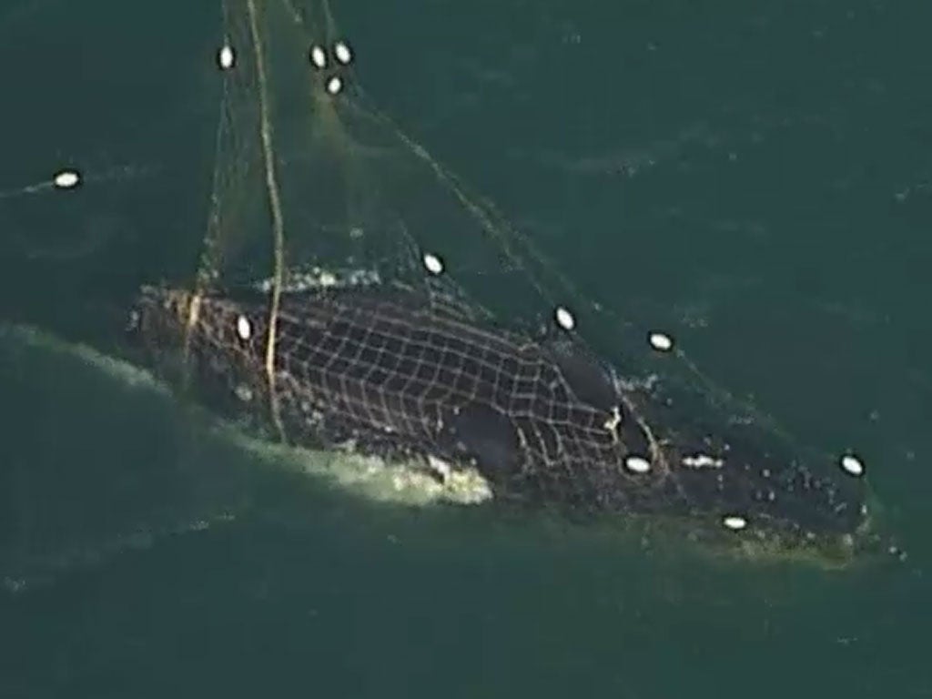 The male shark was stuck in a shark net overnight before being freed