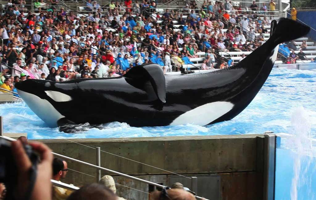 Tilikum in a scene from 'Blackfish'