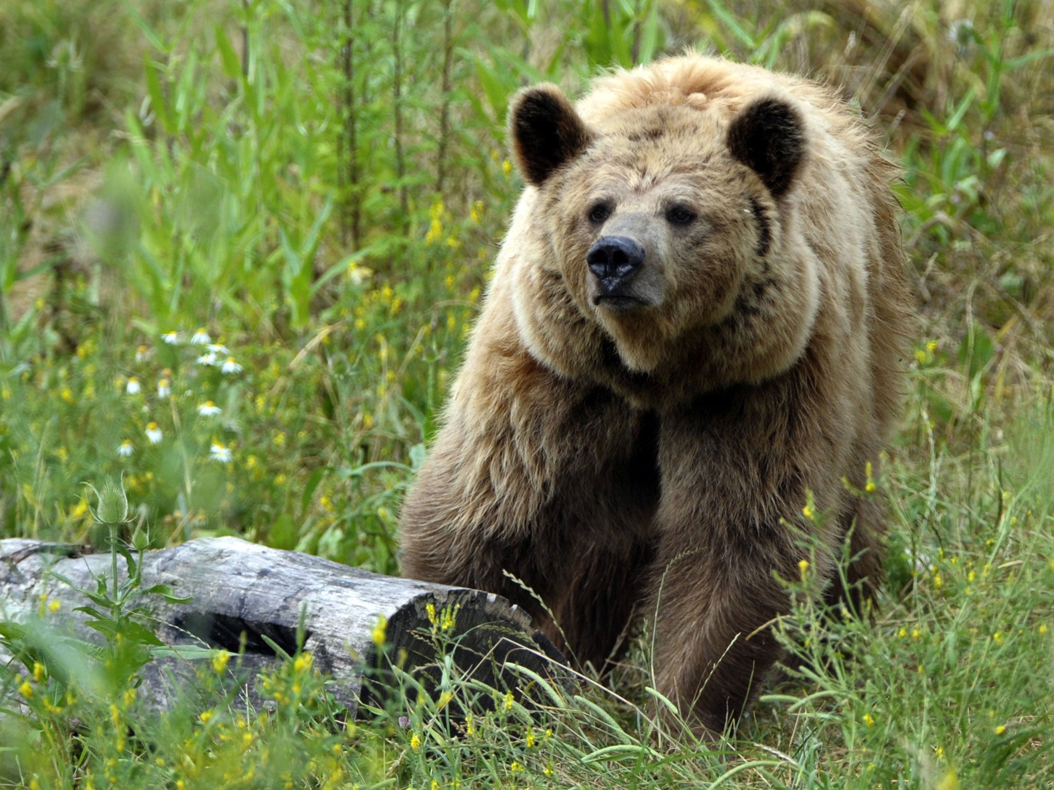 Paul Lister firmly believes that wolves and bears are far more effective culling machines than men with guns