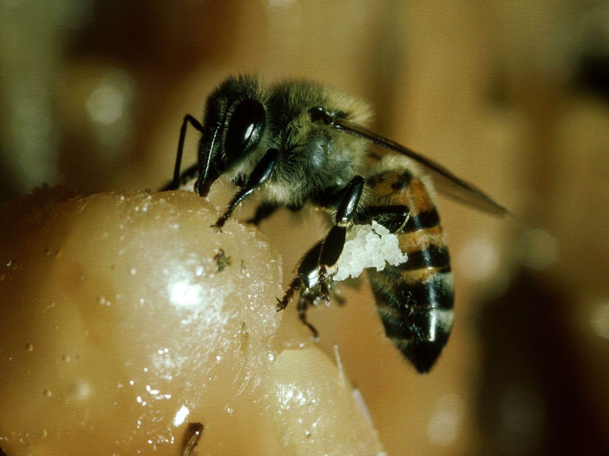 The bees are being tested to see whether they are Africanized or "killer" bees. It is unclear what prompted them to leave the hive.