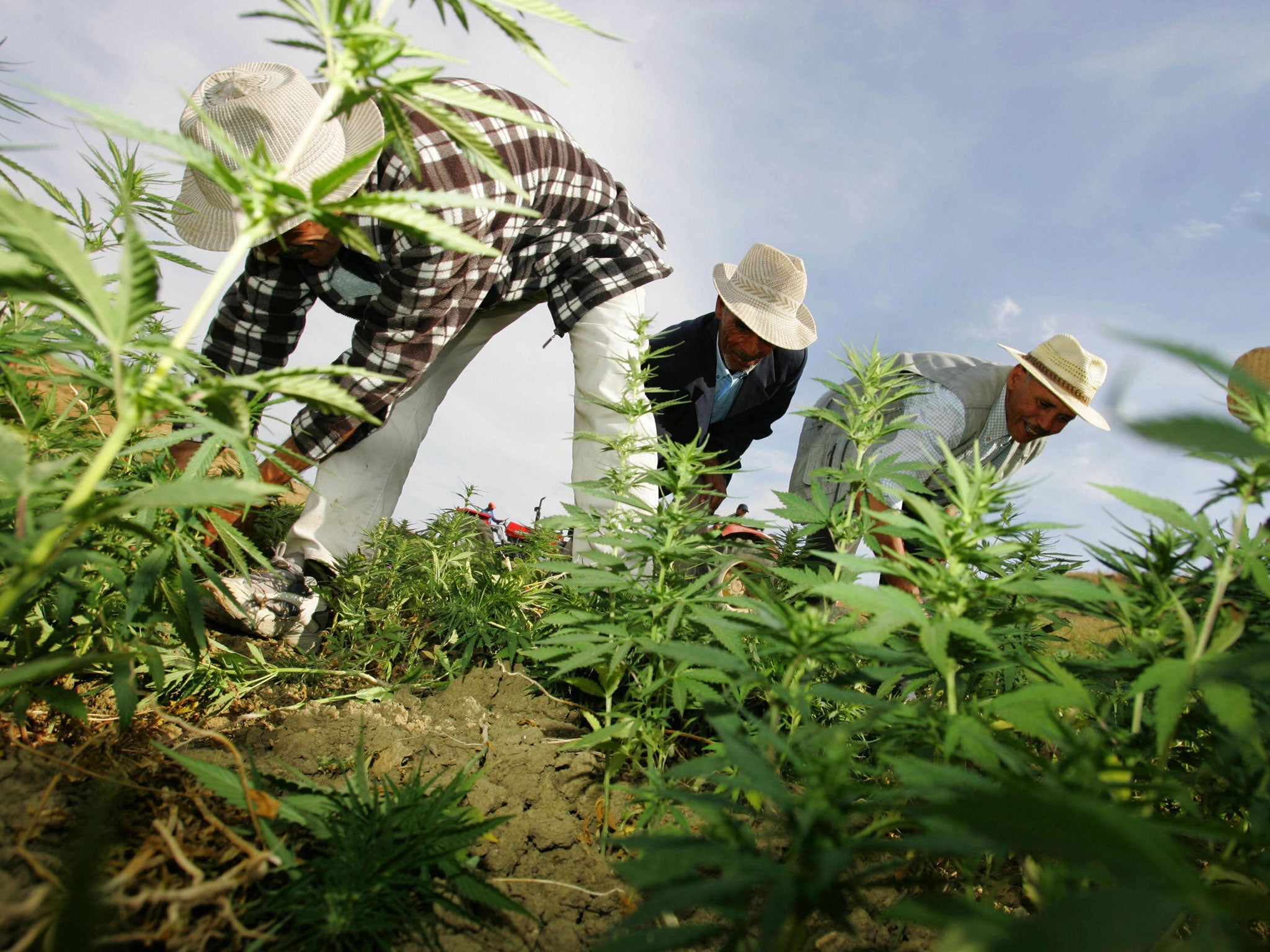 Farmers destroy cannabis plantations under Moroccan police supervision in the northern Moroccan Larache region, pictured here in 2006