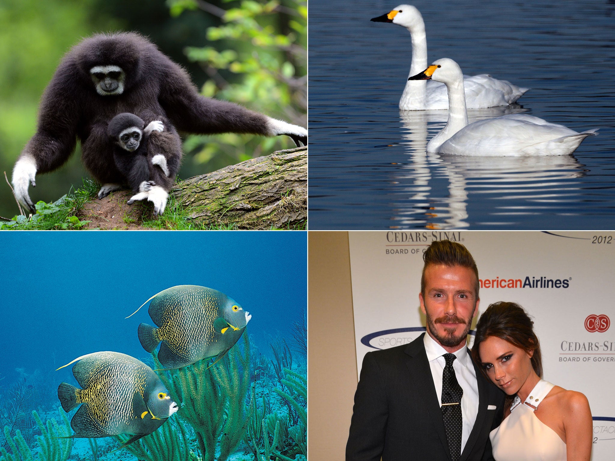 Gibbons, swans, French angelfish and humans can all be monogamous