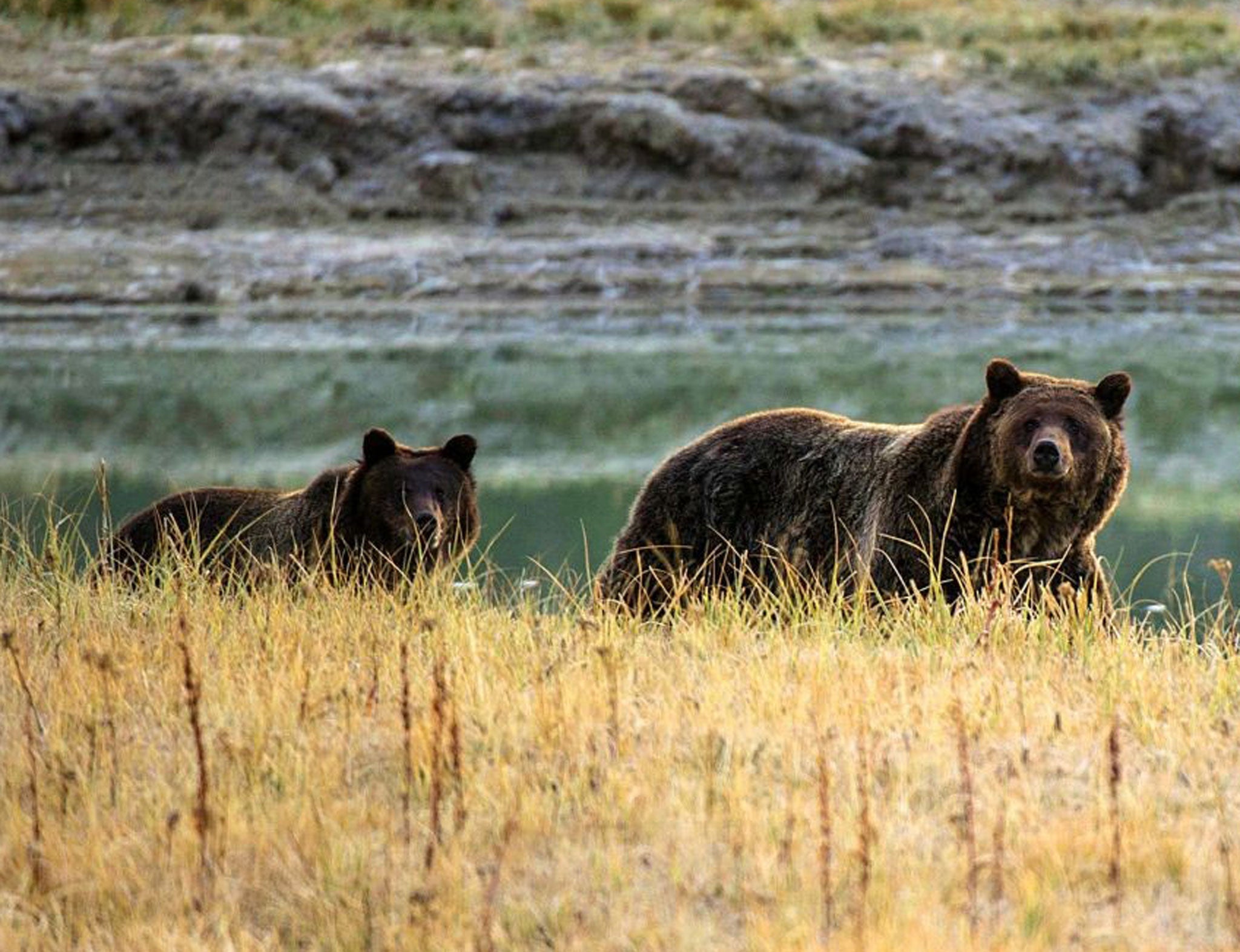 Grizzly bear mother and her cub (File pic)