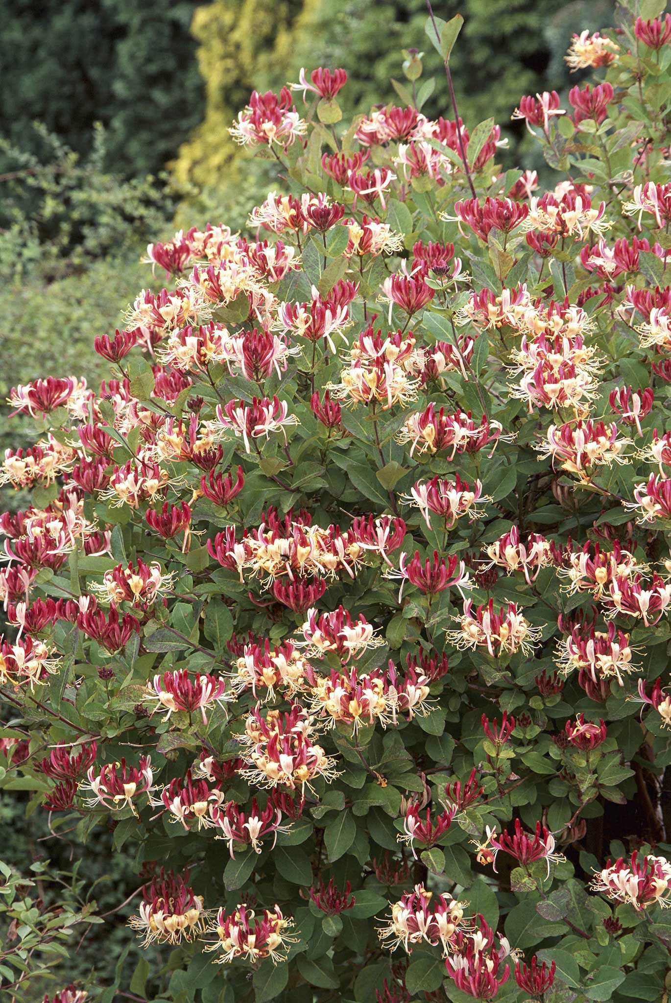 Plants such as honeysuckle will grow happily in shady areas