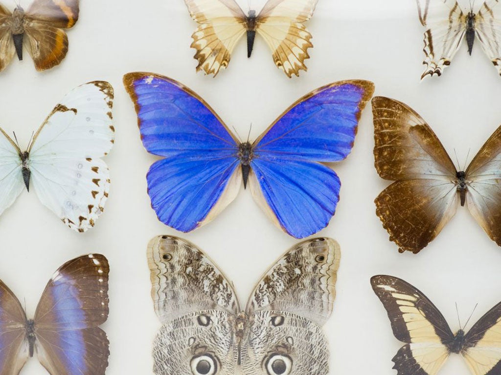 Etomology Butterfly display, £150