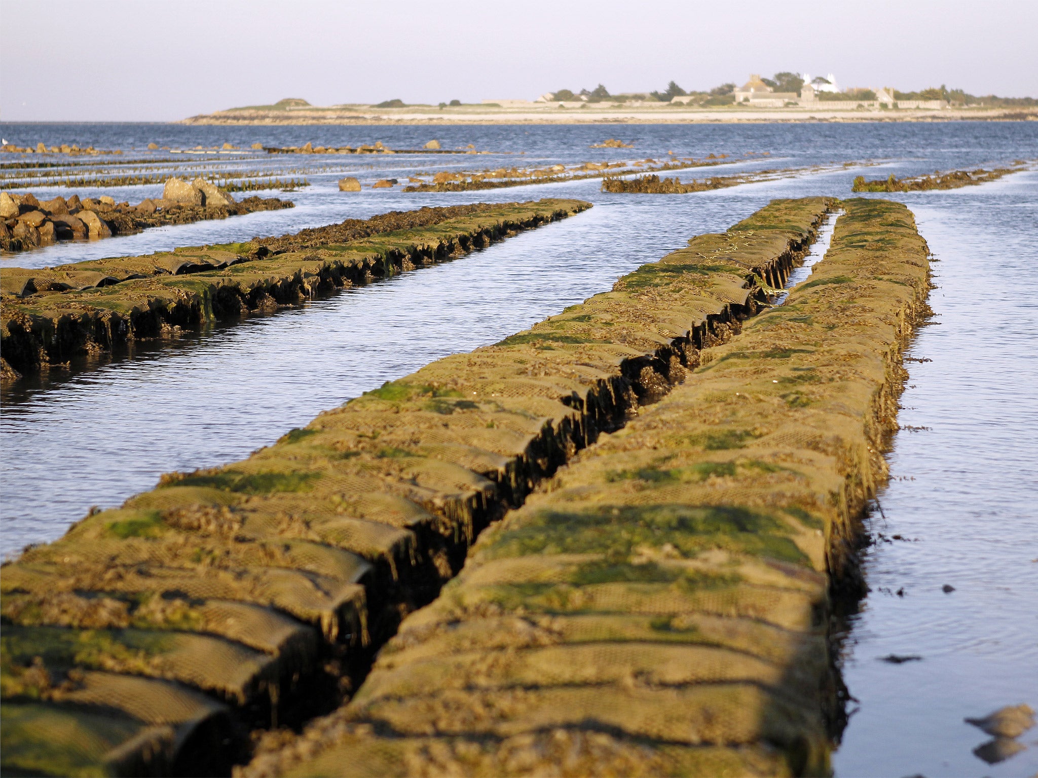 In peril: Up to 80 per cent of oysters are dying in shellfisheries on the French coast