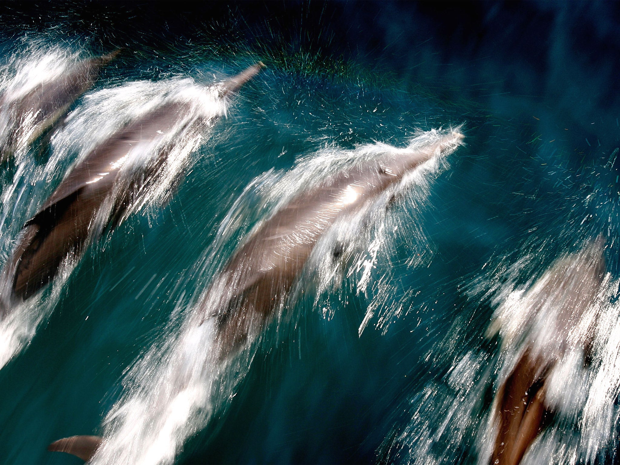 Dolphins will mimic a close companion’s whistle to get them to respond