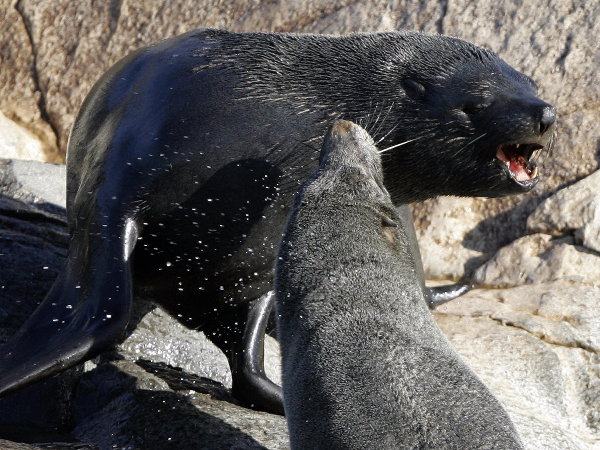 South American Fur Seals in the wild in the Beagle Channel, near Tierra del Fuego