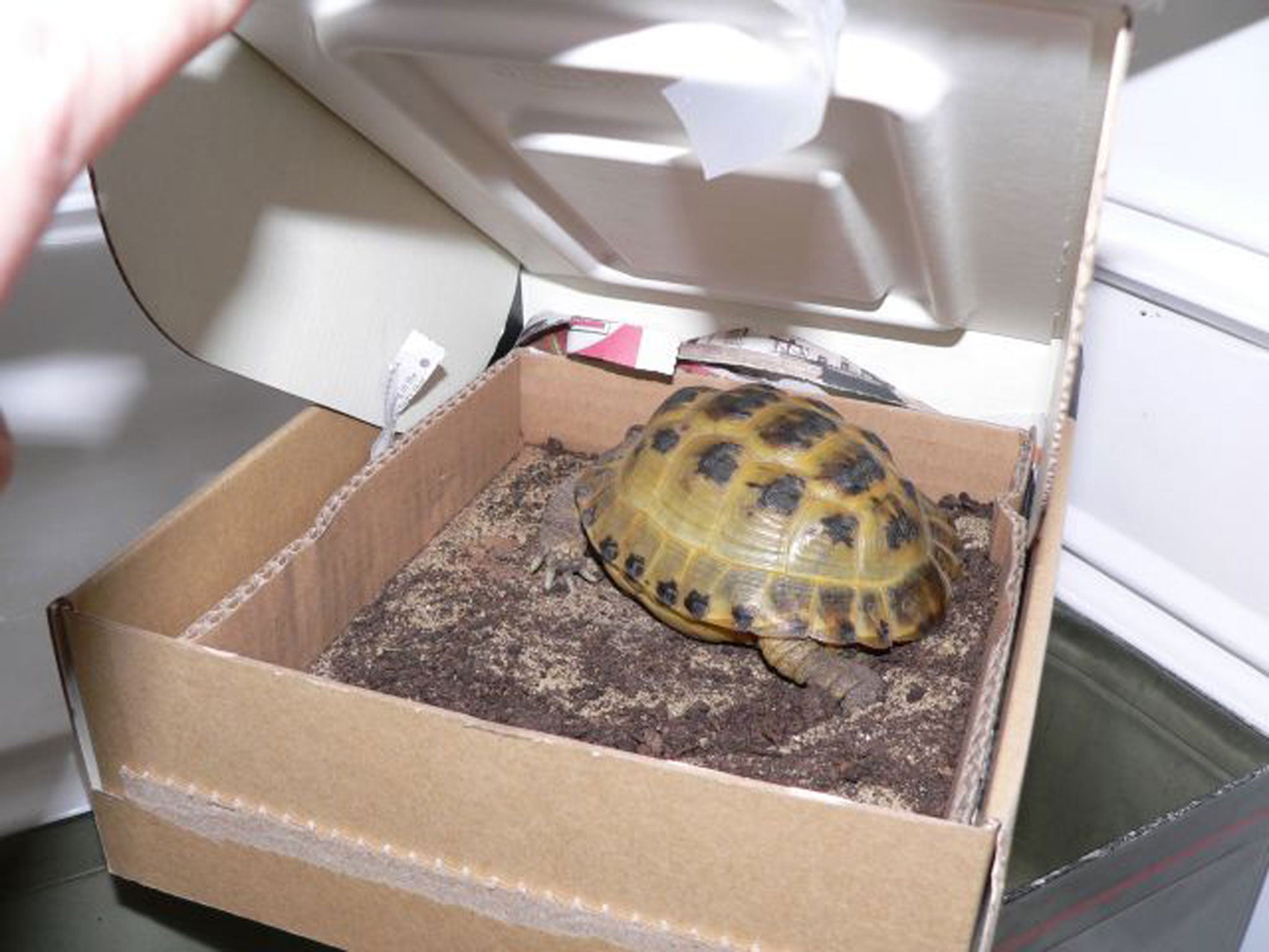 Rebecca Armstrong's tortoise, Nimrod, hibernates annually in the fridge
