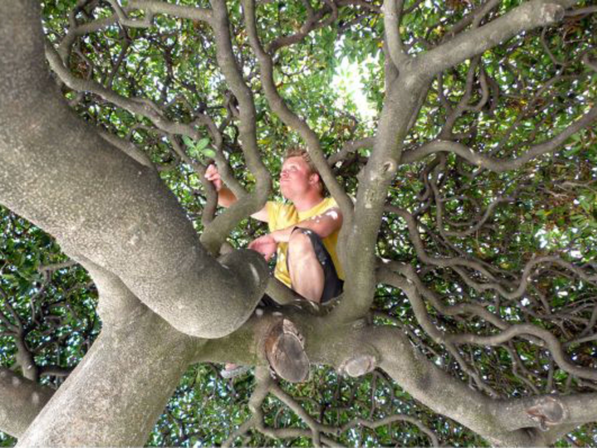 Henrik Dahle hopes to publish a book, aptly named Uptrees, on his unusual endeavour