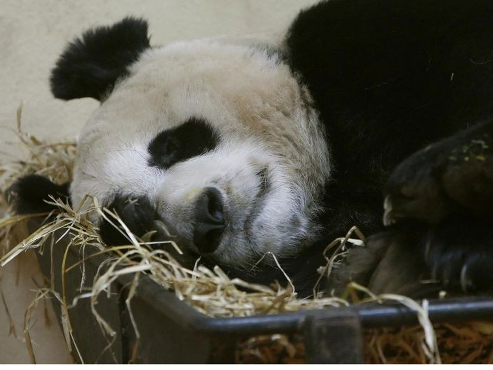 Tian Tian at Edinburgh Zoo in Scotland. Keepers at the zoo believe that she may be pregnant.