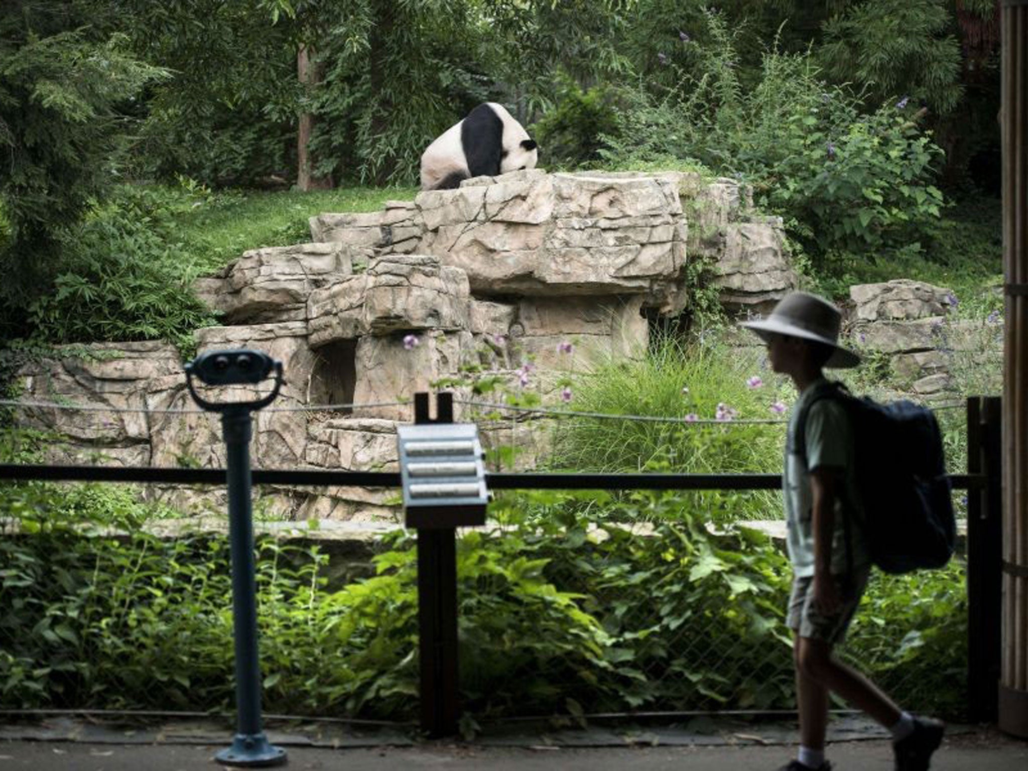 Tian Tian at Smithsonian's National Zoo Giant panda exhibit