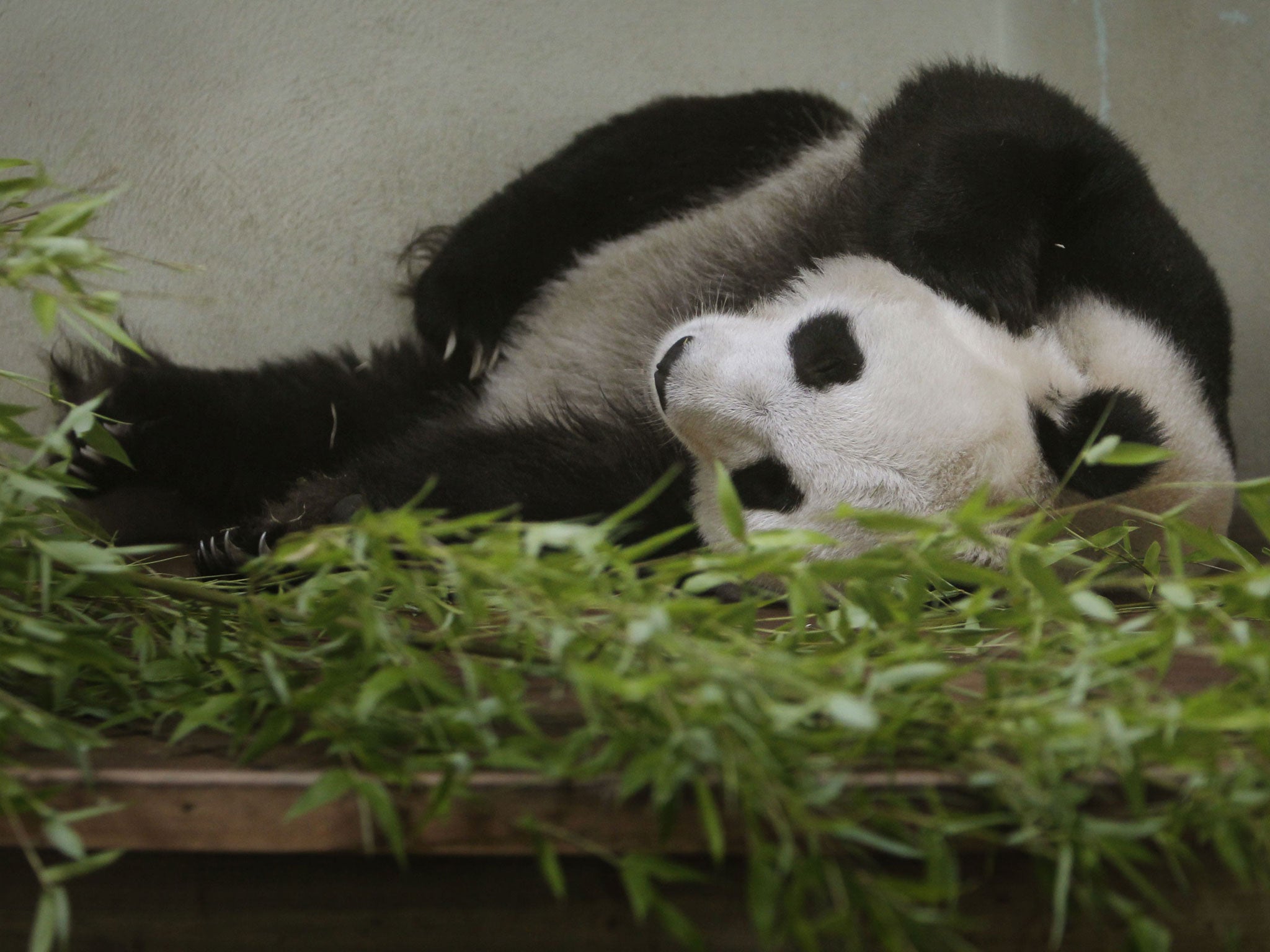 Tian Tian at Edinburgh Zoo; her behaviour is said to have changed