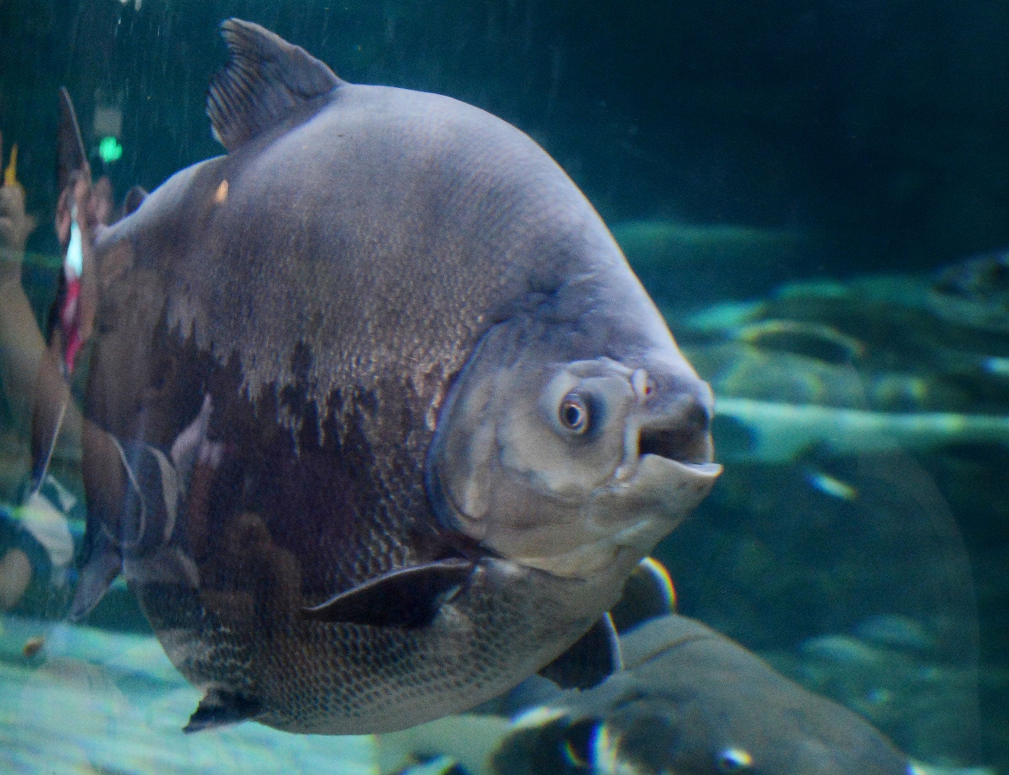 The pacu fish - or, "ball cutter"