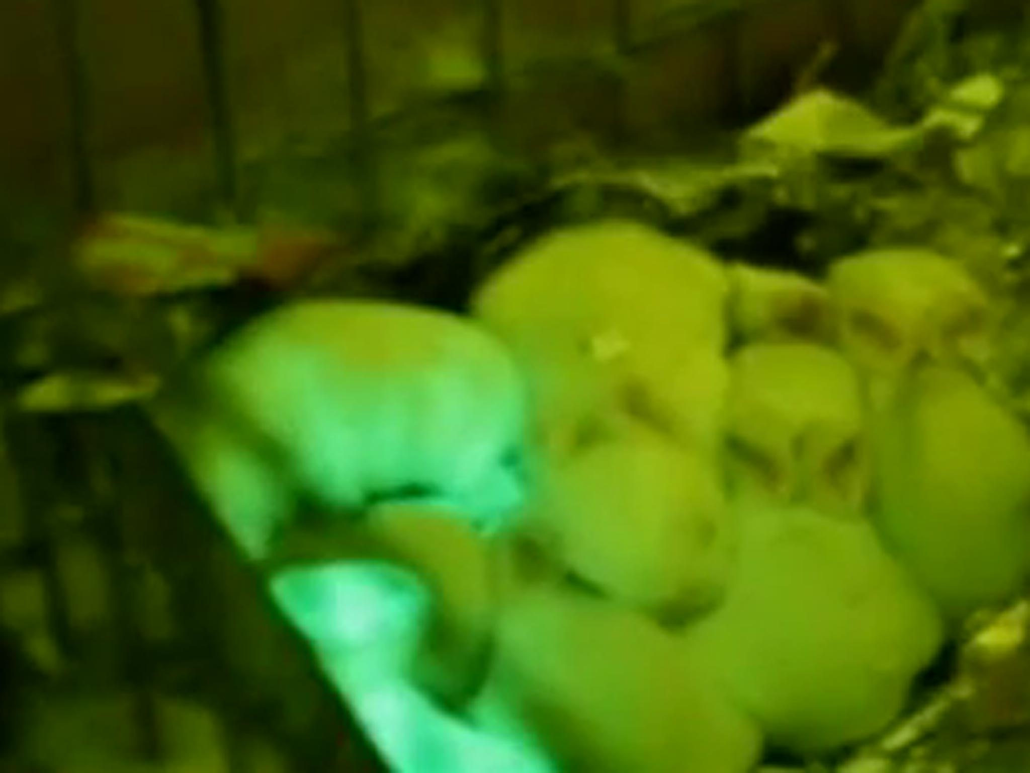 Scientists have produced a litter of fluorescent green rabbits