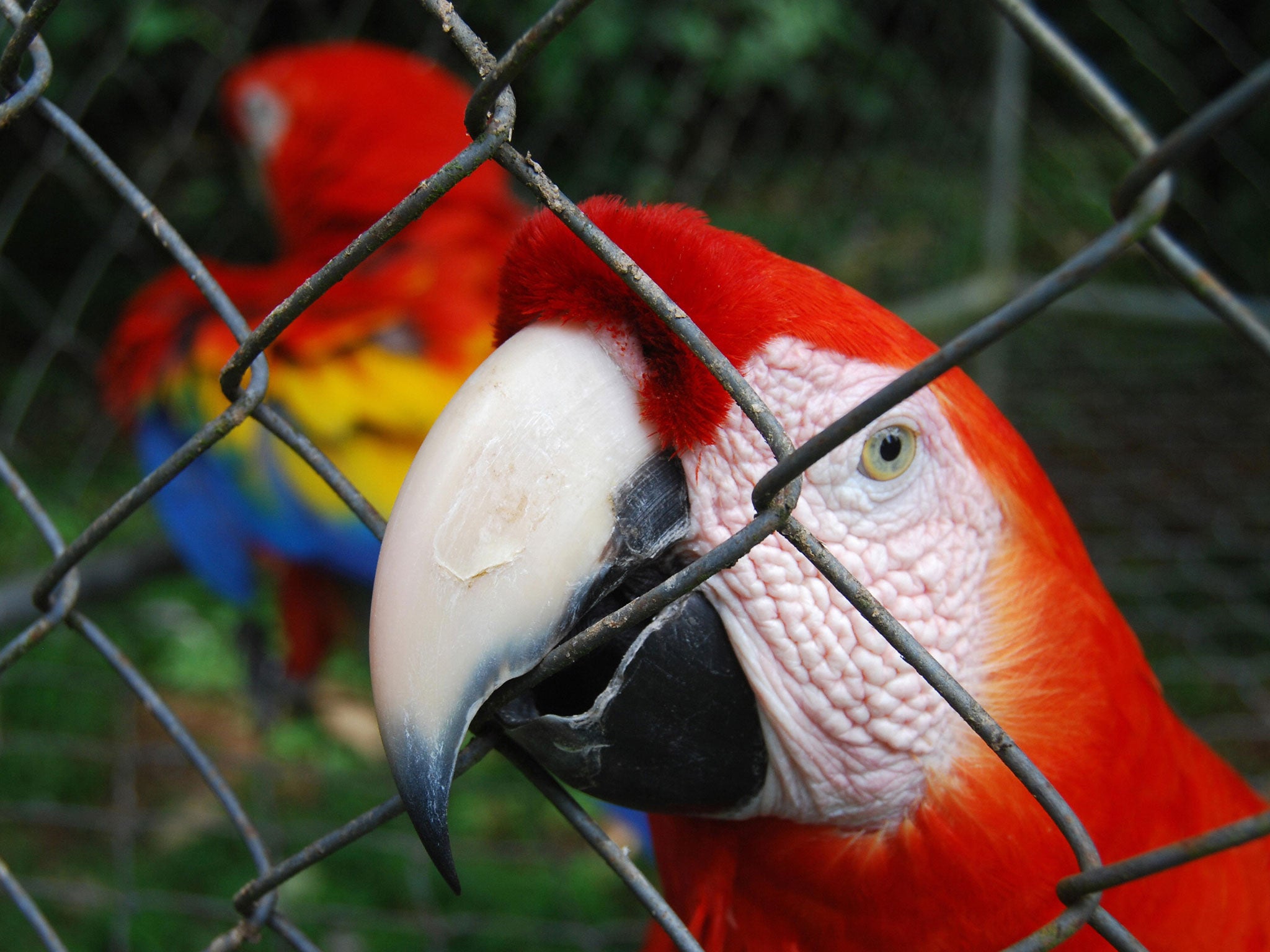 Speaking to Costa Rica's La Nacion newspaper last week Castro told of how he was influenced in his decision by his grandmother's pet parrot (not pictured)