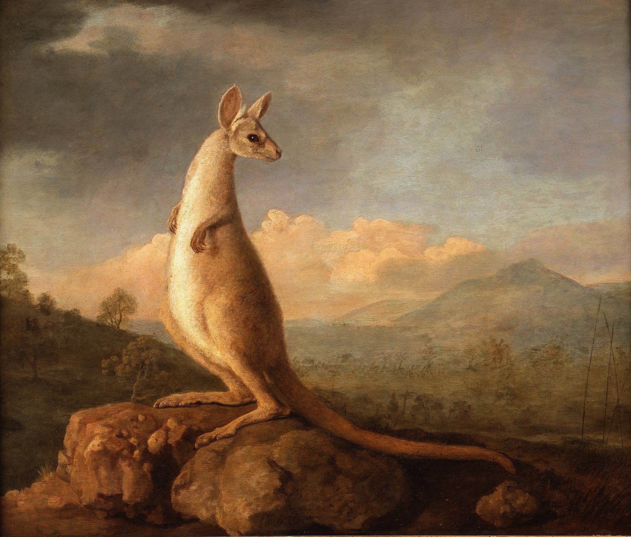 The Kongouro from New Holland (The Kangaroo) by George Stubbs
