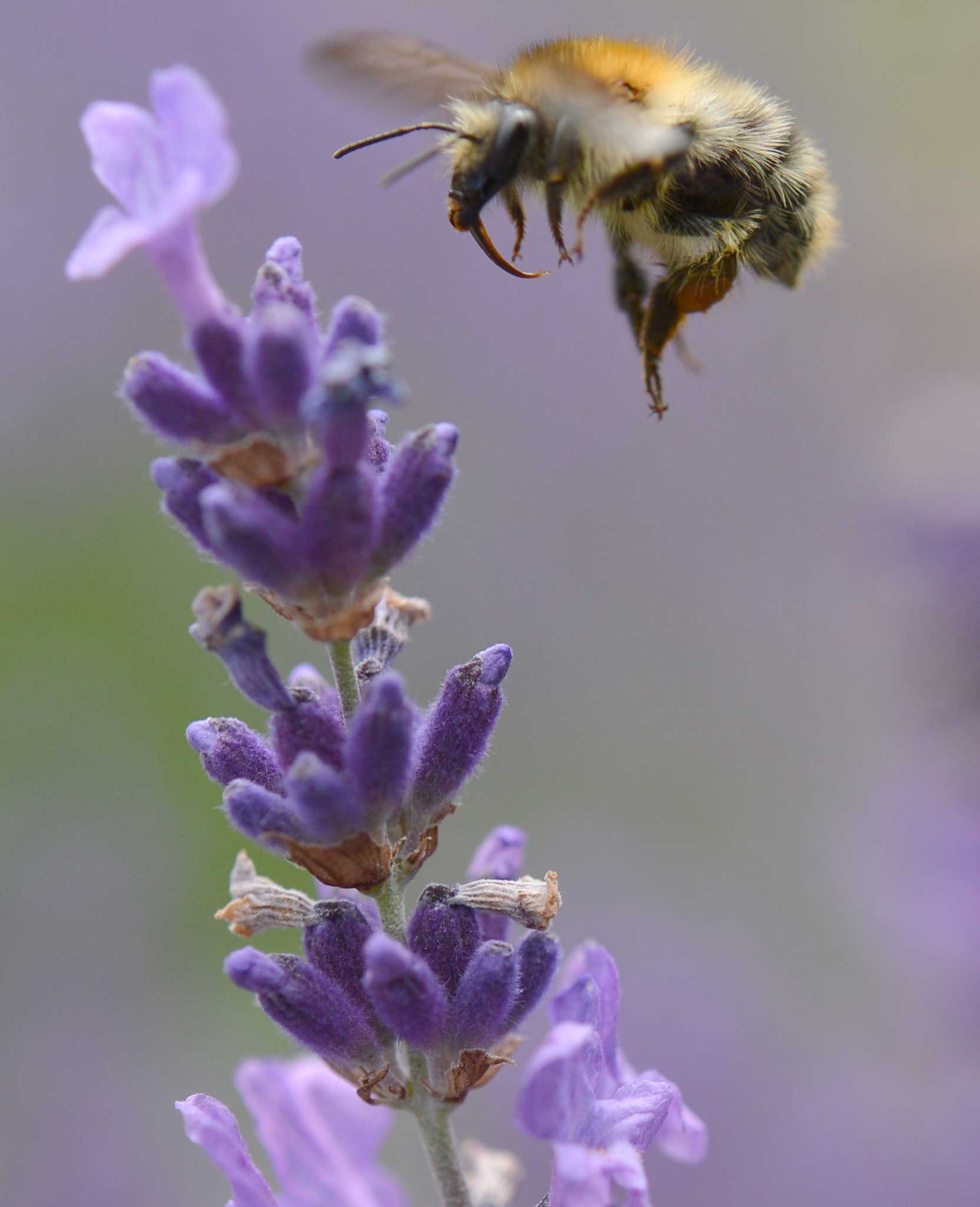 A bee descends on a lavender flower. Larkspur has also proved popular this year