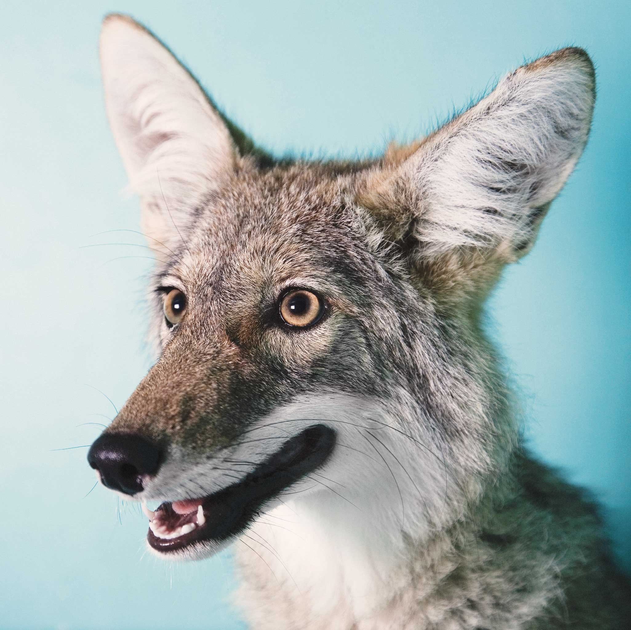 A juvenile coyote sits in her cage and waits for freedom