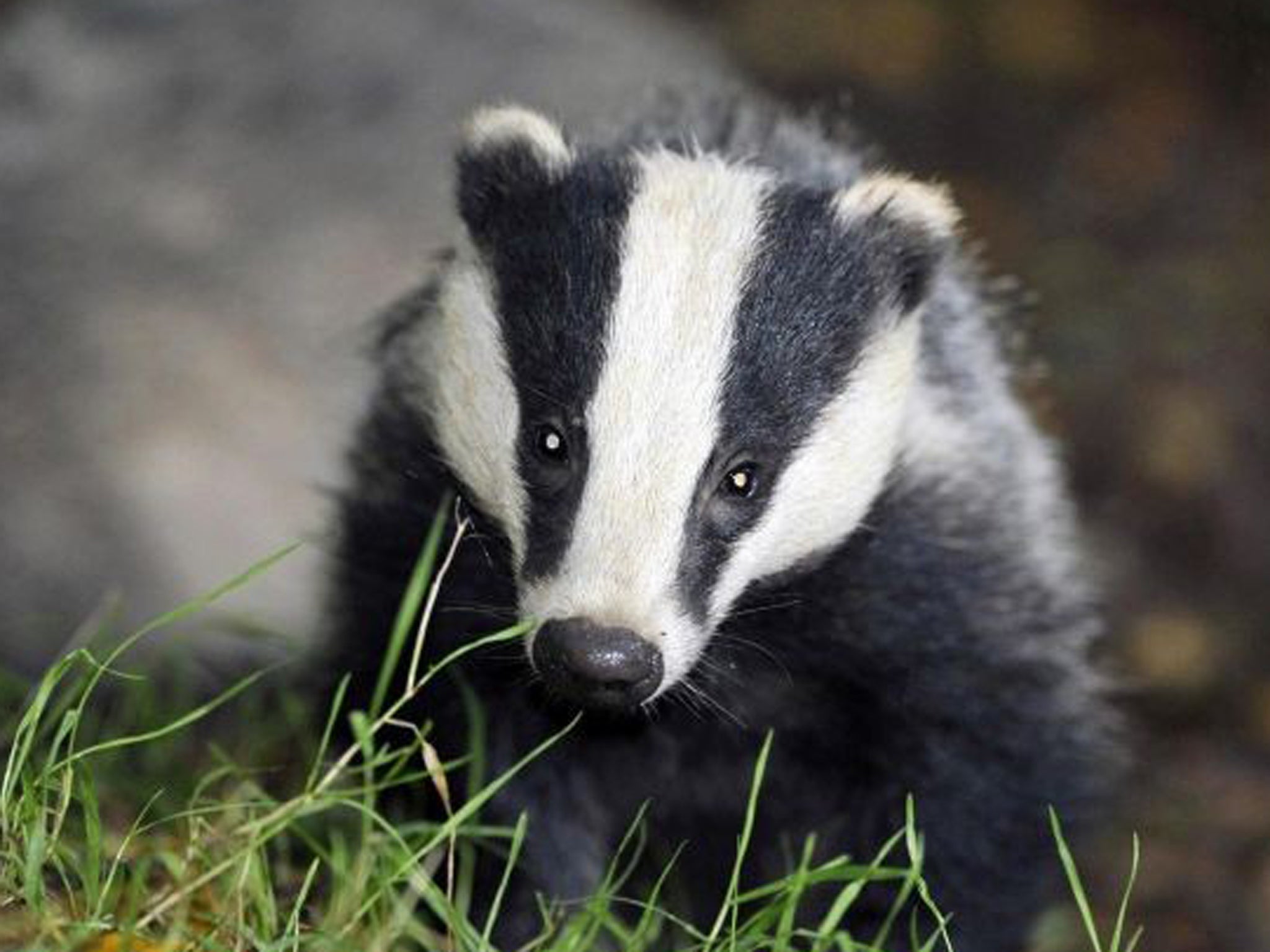 A badger had made its undergound home on a farm in the town of Stolpe in the eastern state of Brandenburg